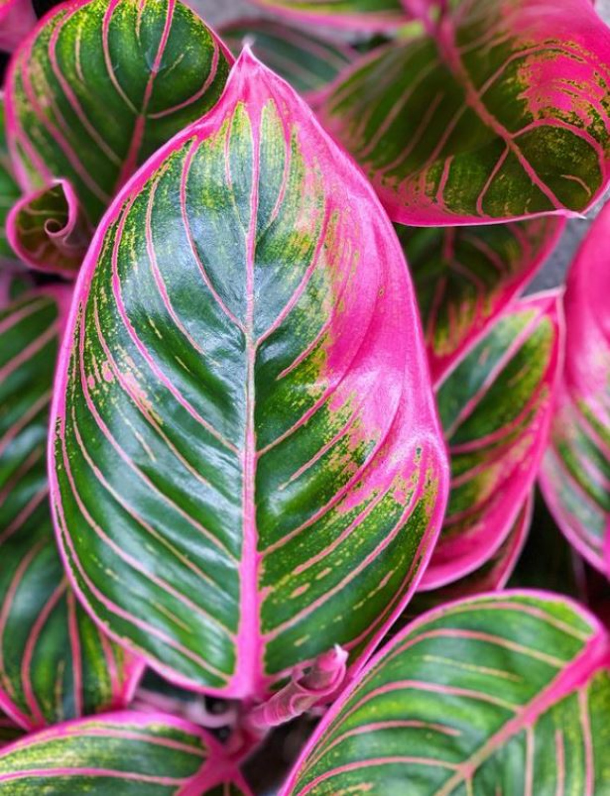 aglaonema electra